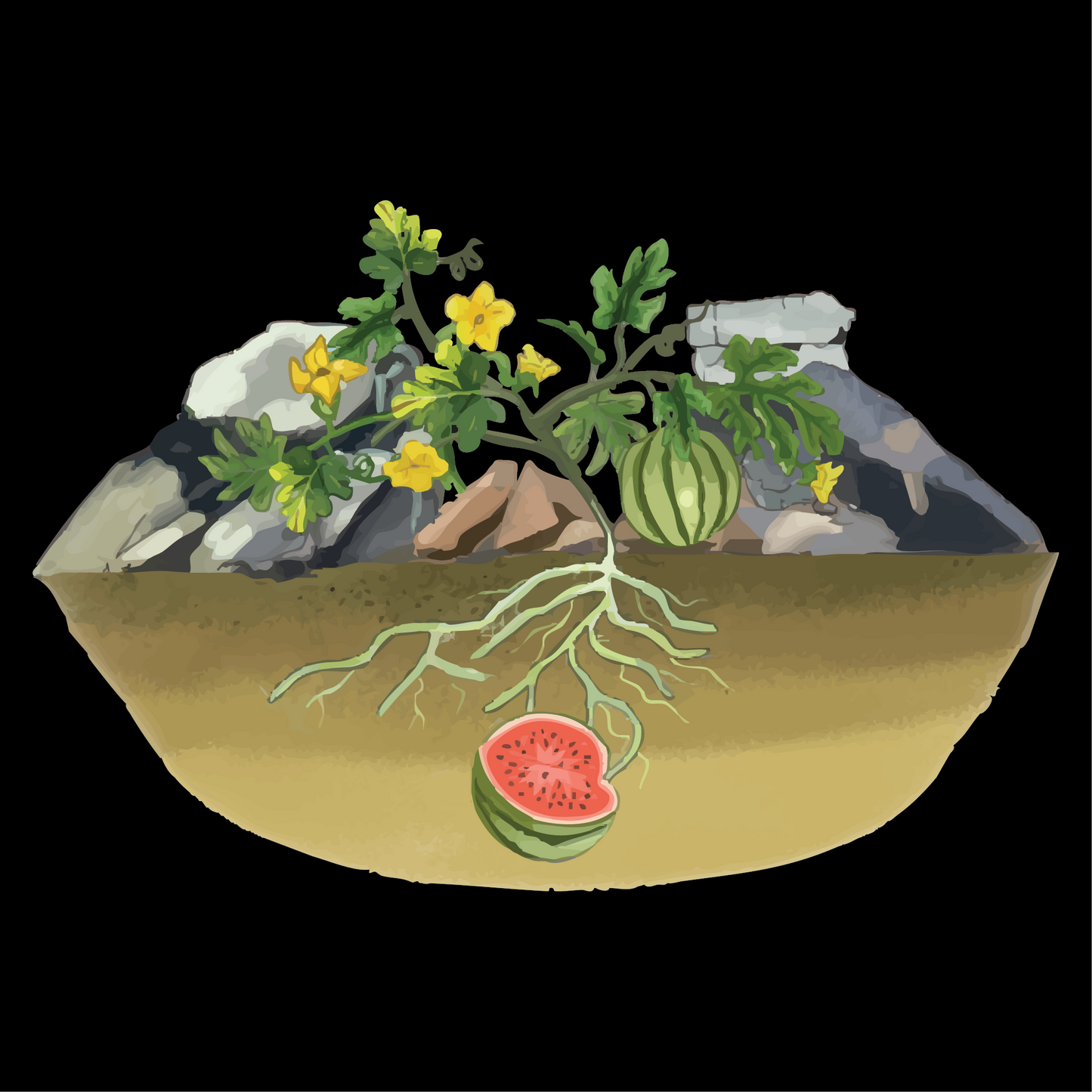 From the Rind to the Seed